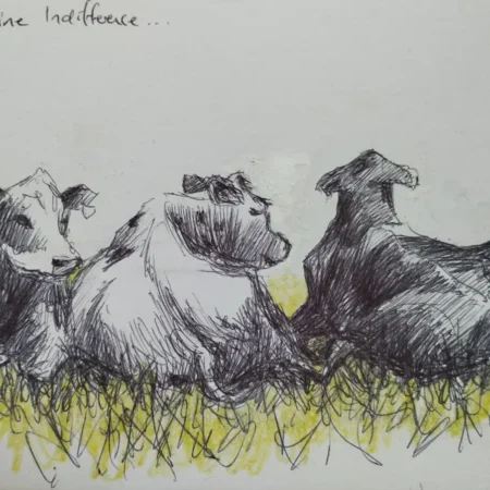 Bovine Indifference